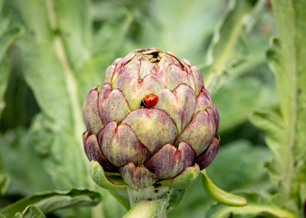 Artichoke flower bud with ladybug on the single flower