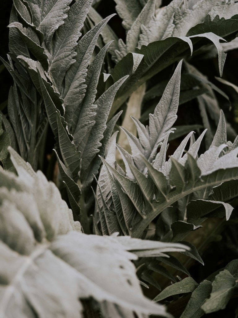 Artichoke architectural silver leaves and foliage