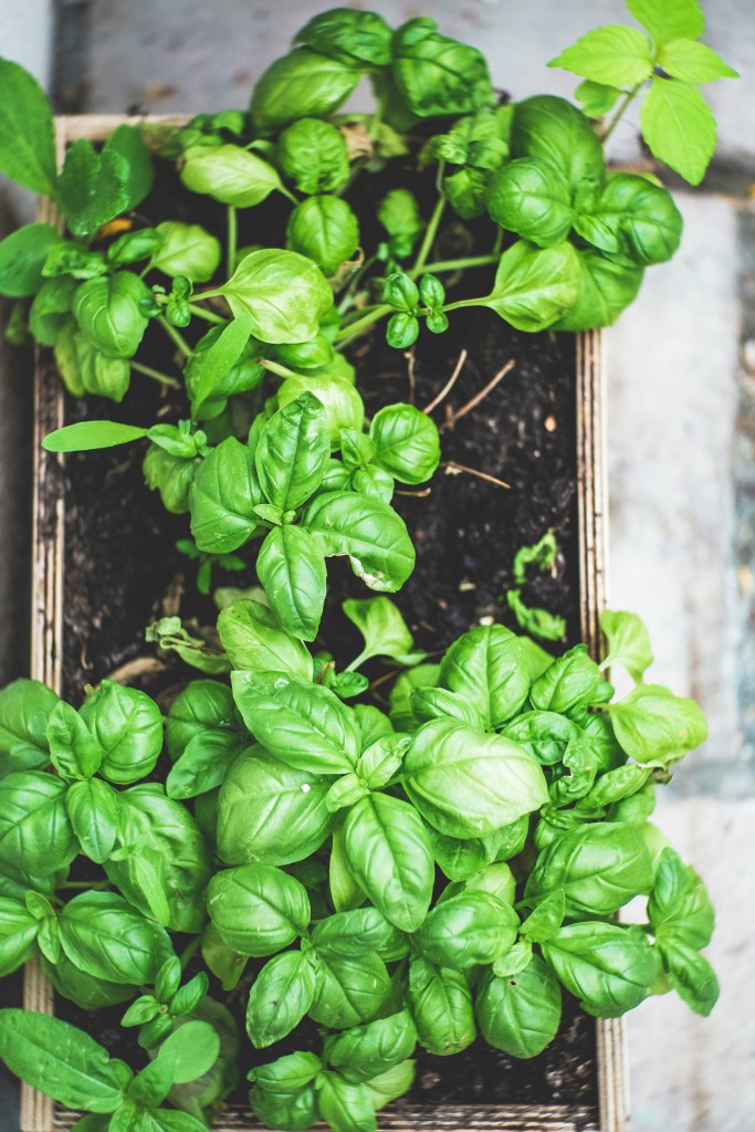 Basil plants in wooden planter box