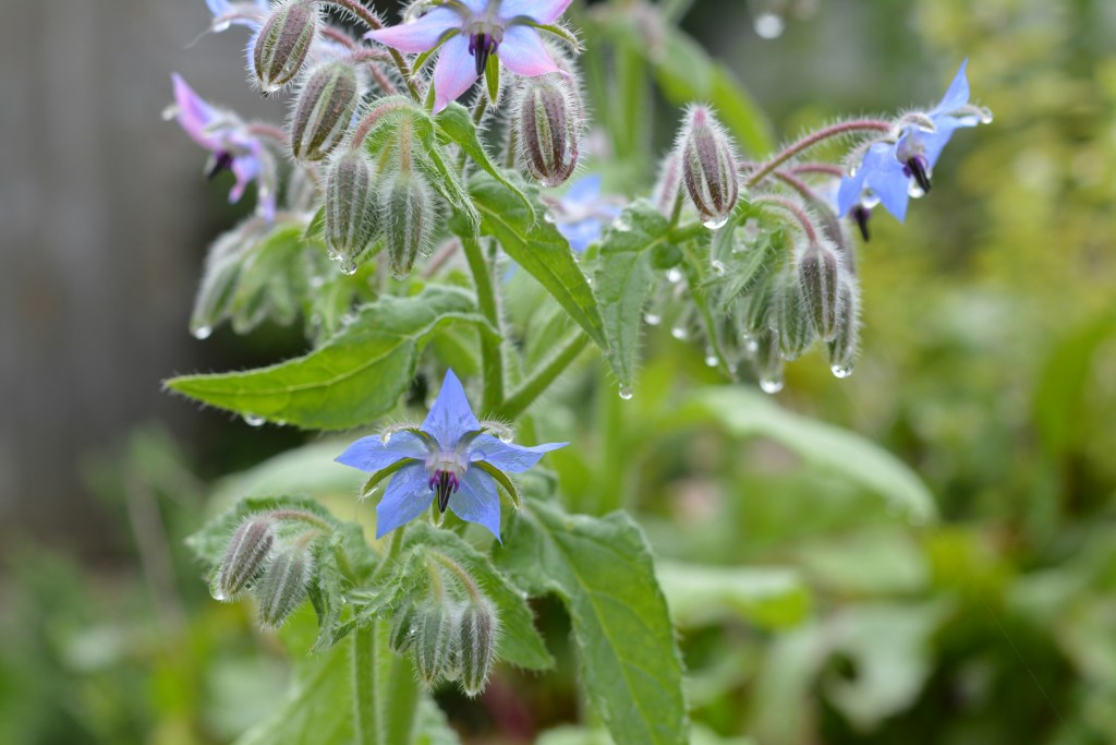 Borage flowers blue with water drops closeup
