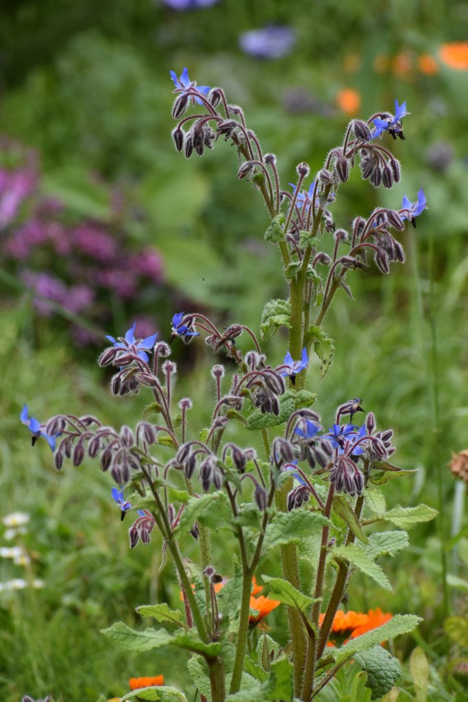 Borage plant flowering closeup