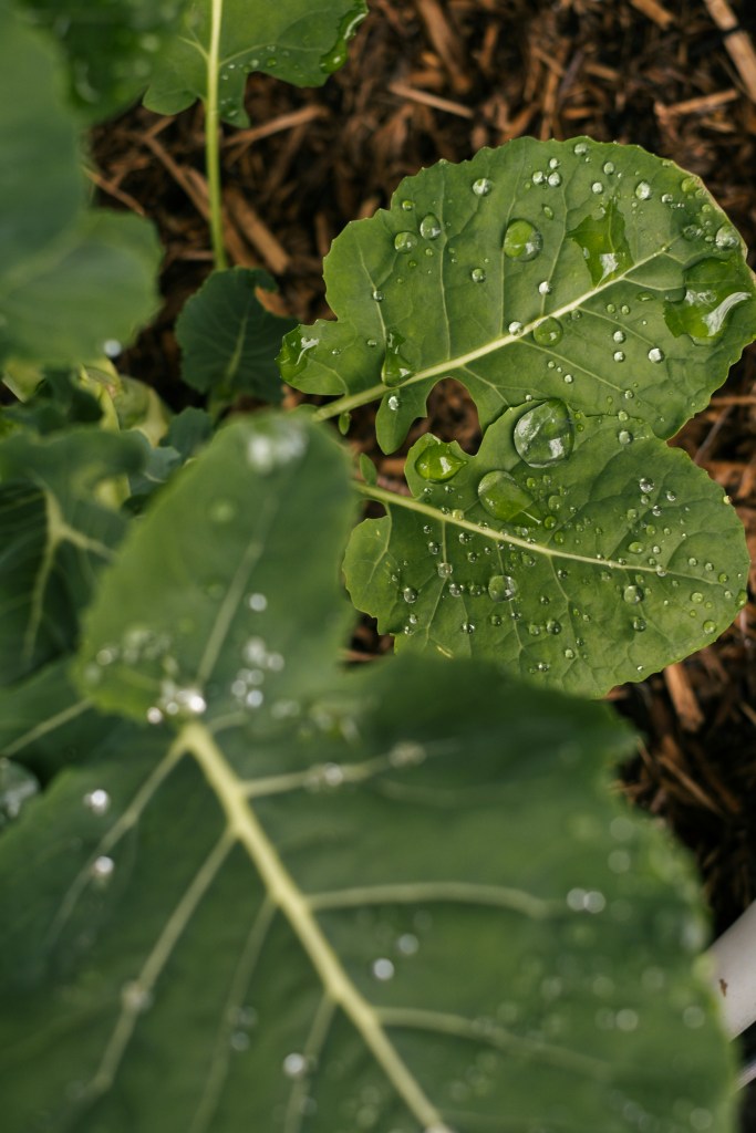 Broccoli seedling leaves closeup