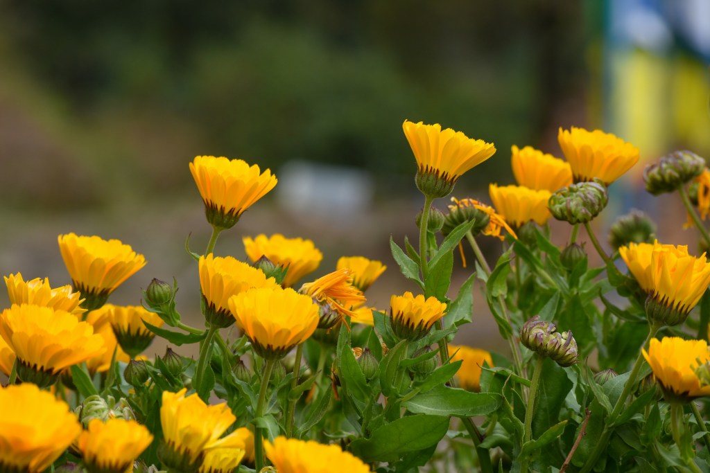 Calendula plant in flower yellow