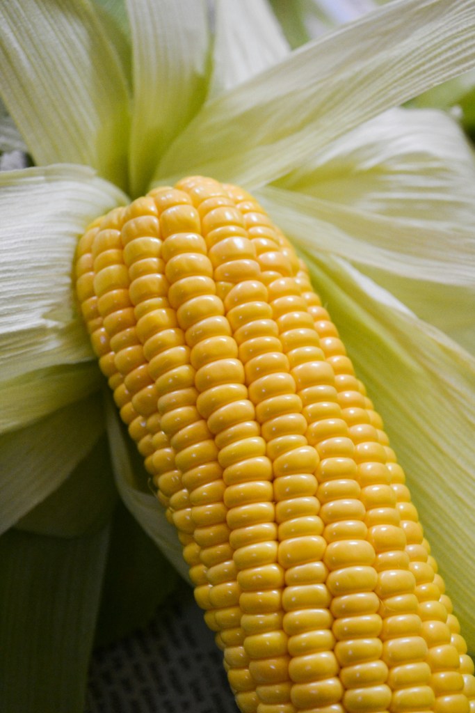 Corn cob harvested yellow seeds visable