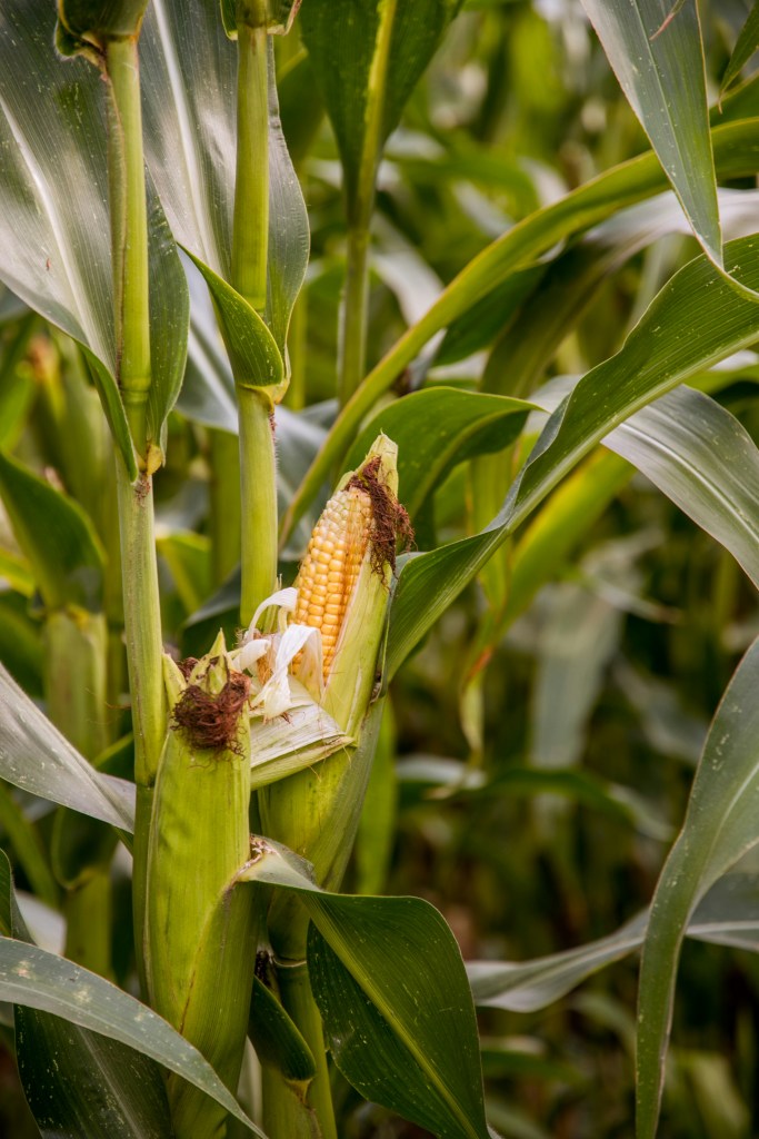 Corn plant with corn cob on the stem