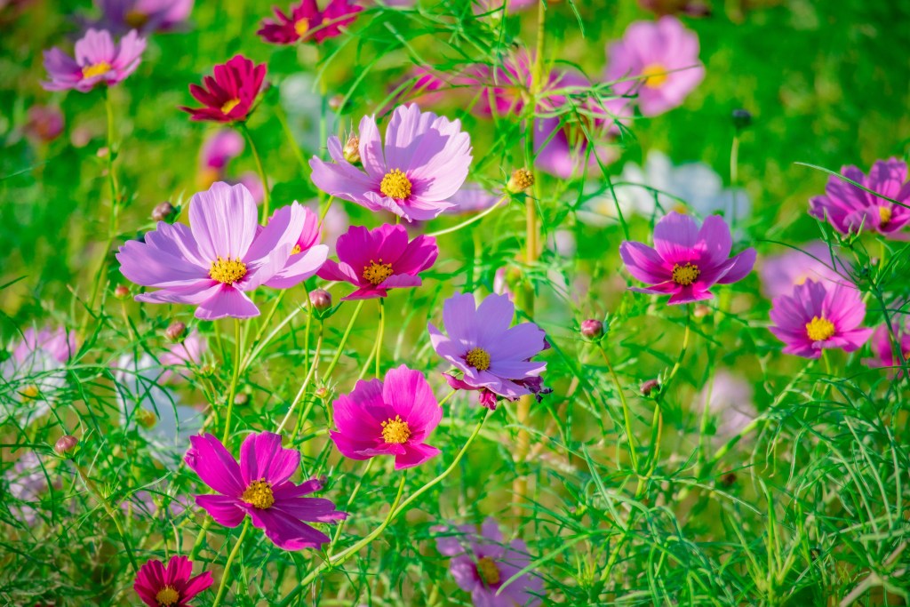 Cosmos bright pink flowers closeup
