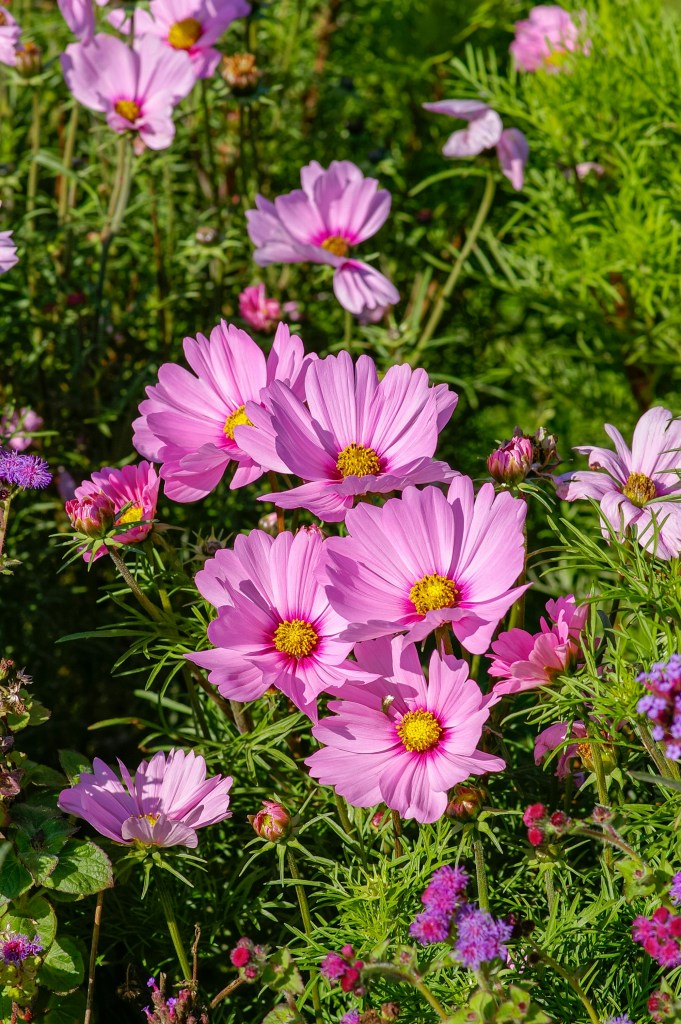cosmos pink flowers closeup