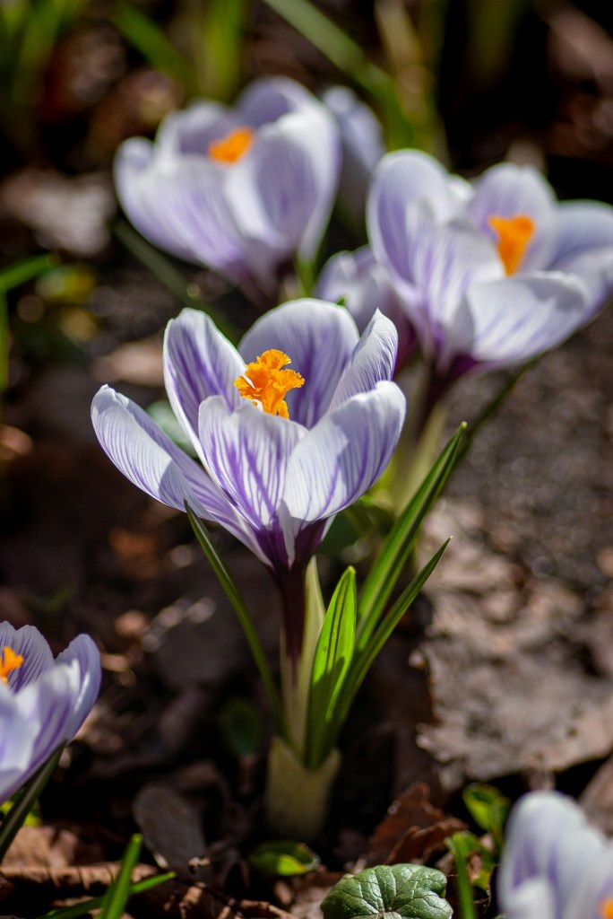 Crocus flower light purple with dark purple veins closeup