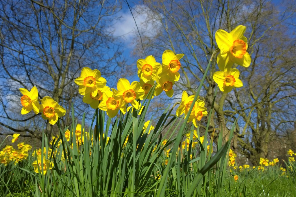 Daffodils in springtime tress with no leaves in background