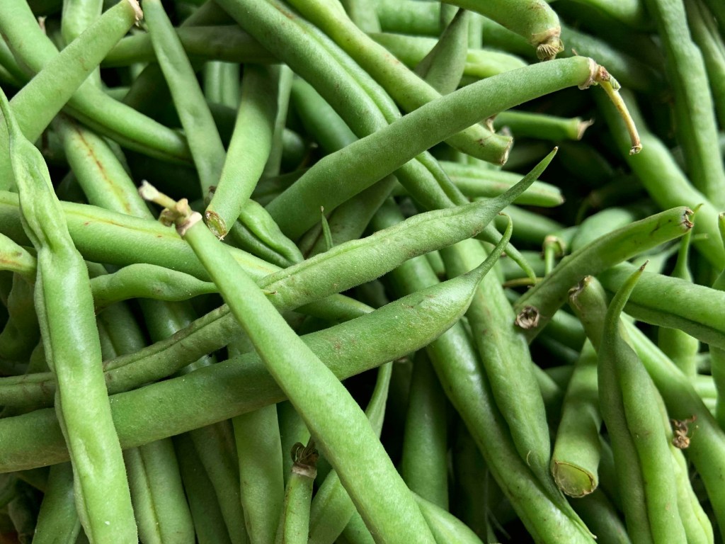 French bean pods harvested