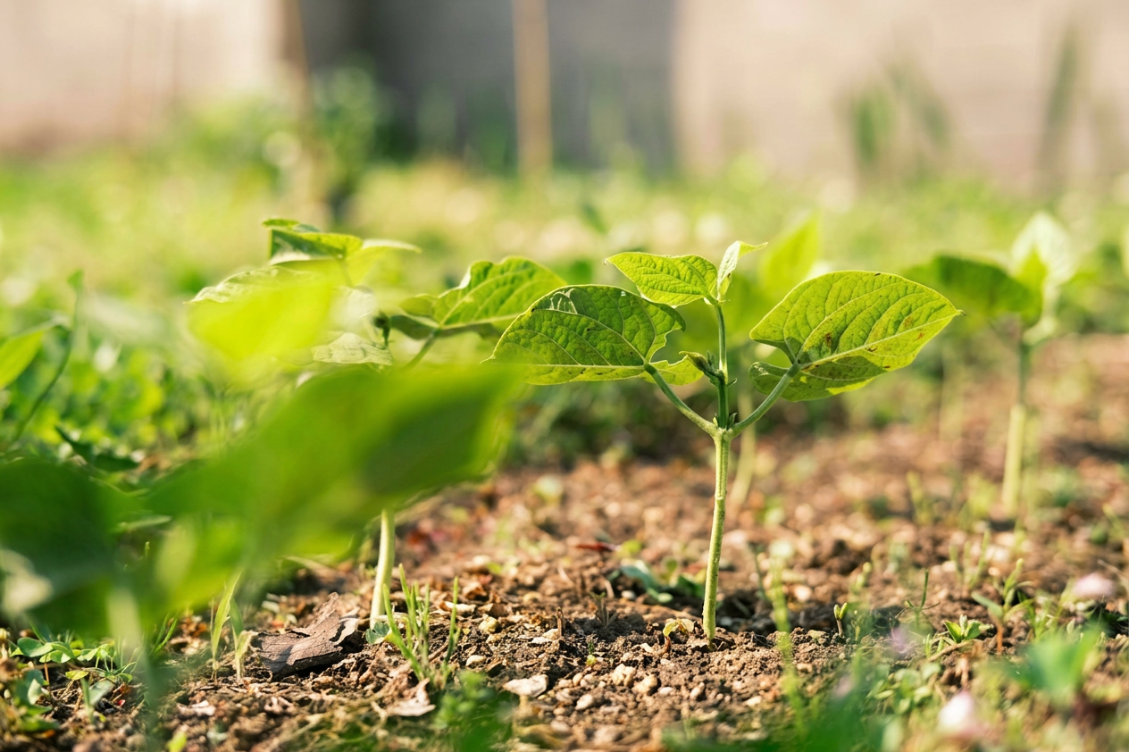 French bean seedlings planted in rows closeup