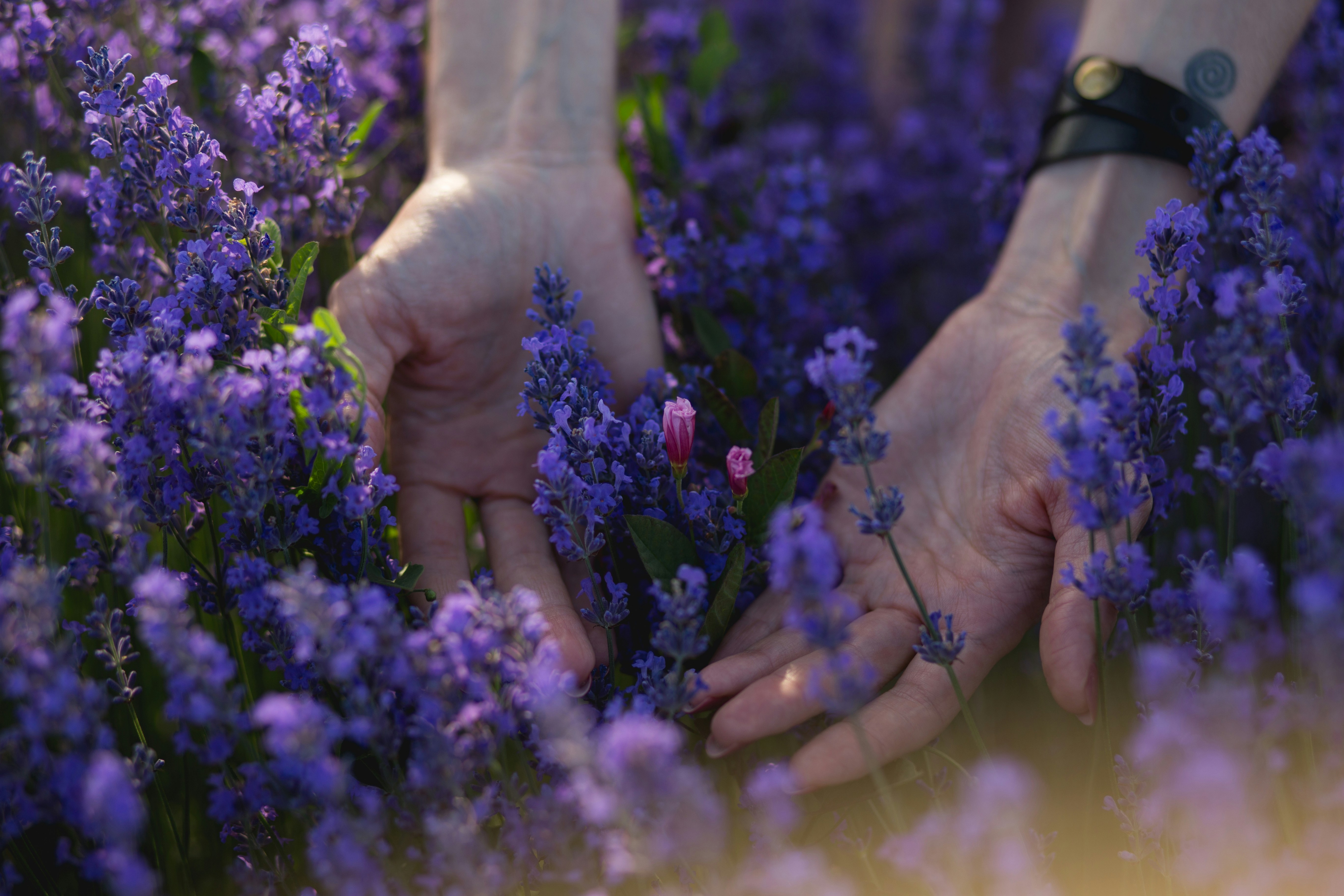 Creating a Sensory Garden