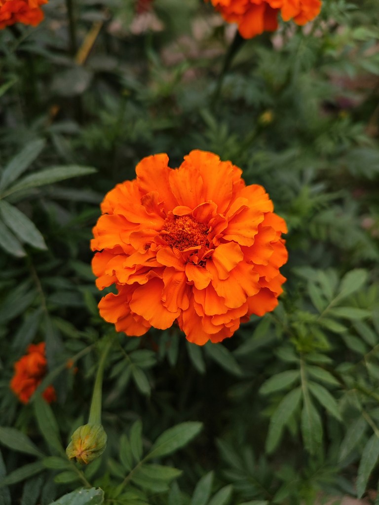 Marigold single orange flower closeup