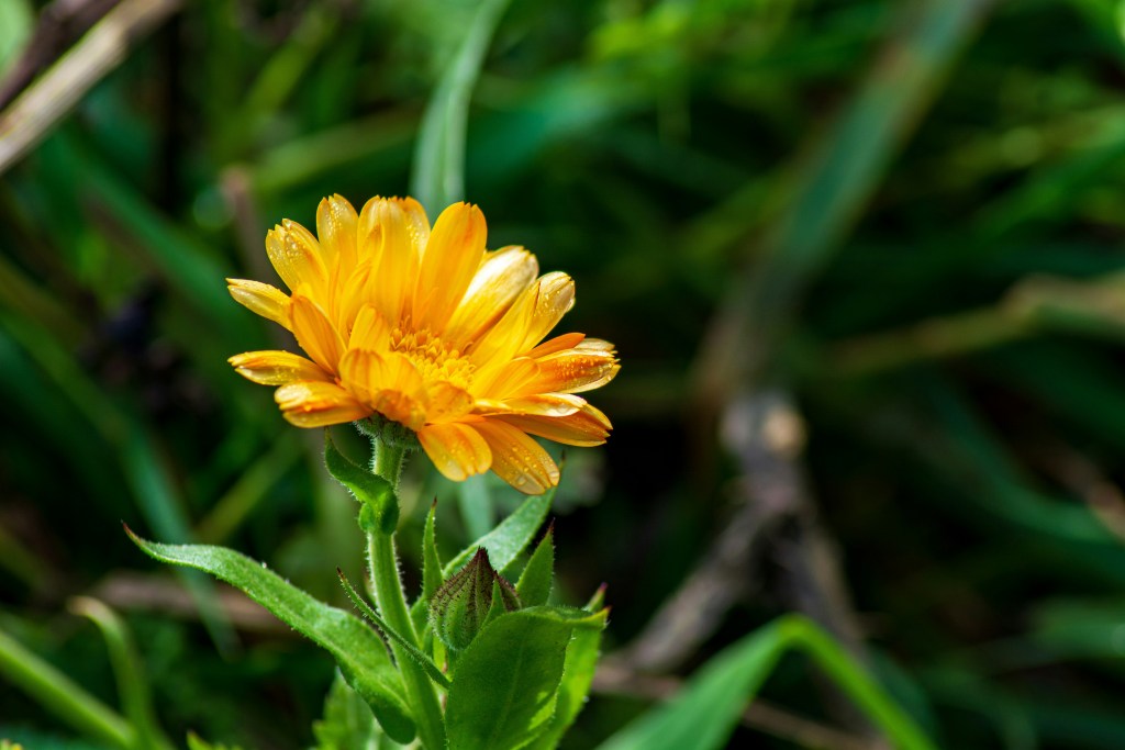 Calendula single flower closeup