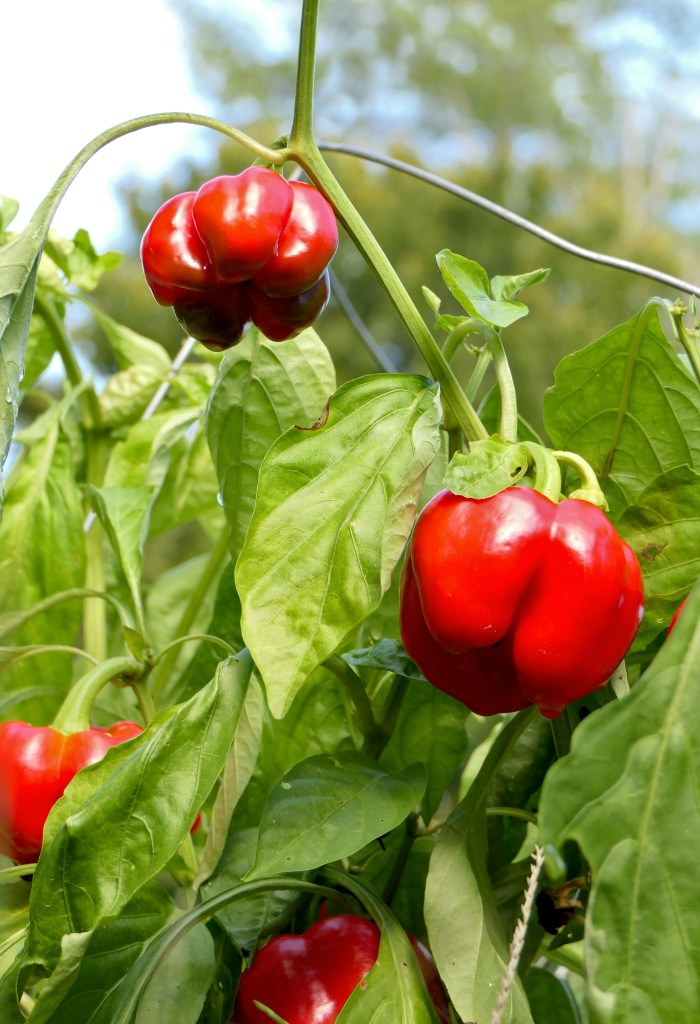 Capsicums on plant red fruit