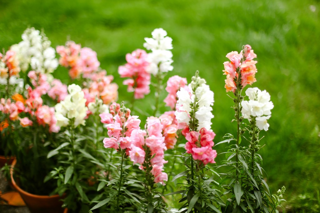 Snapdragons white and pink flowers closeup potted