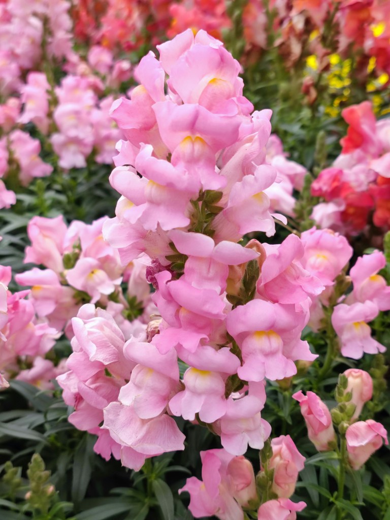 Snapdragons pink flowers closeup