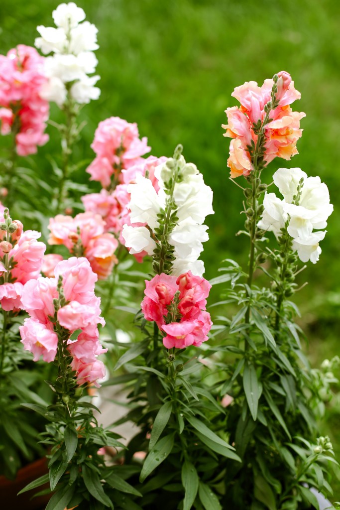 Snapdragons white and pink flowers closeup