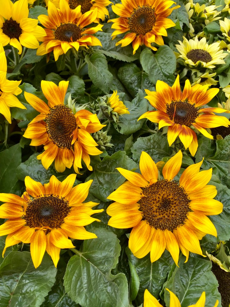 Sunflowers with multiple flowers and tones of yellow to terracotta