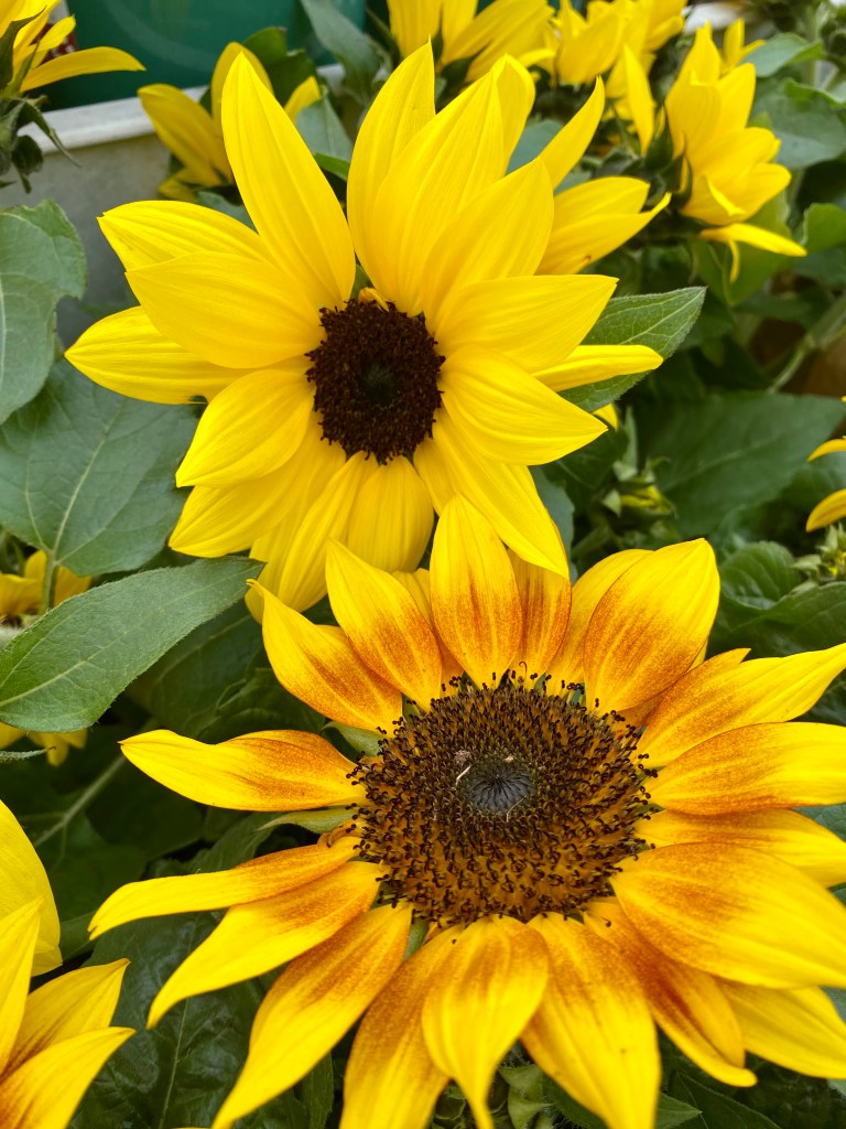 Bright yellow sunflowers closeup