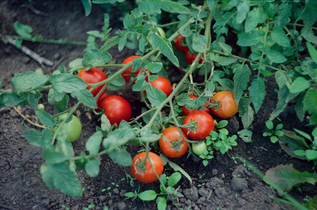 Tomato plant heavy with ripe red fruit