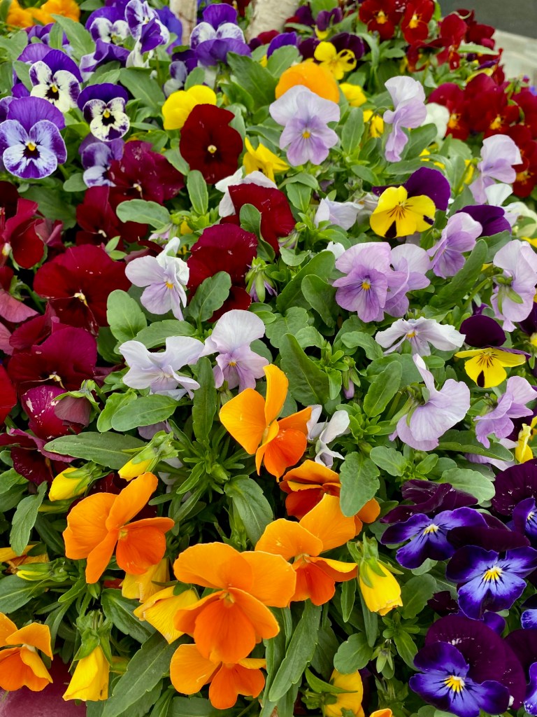 Viola mixed colours flowering orange, purple, yellow and violet