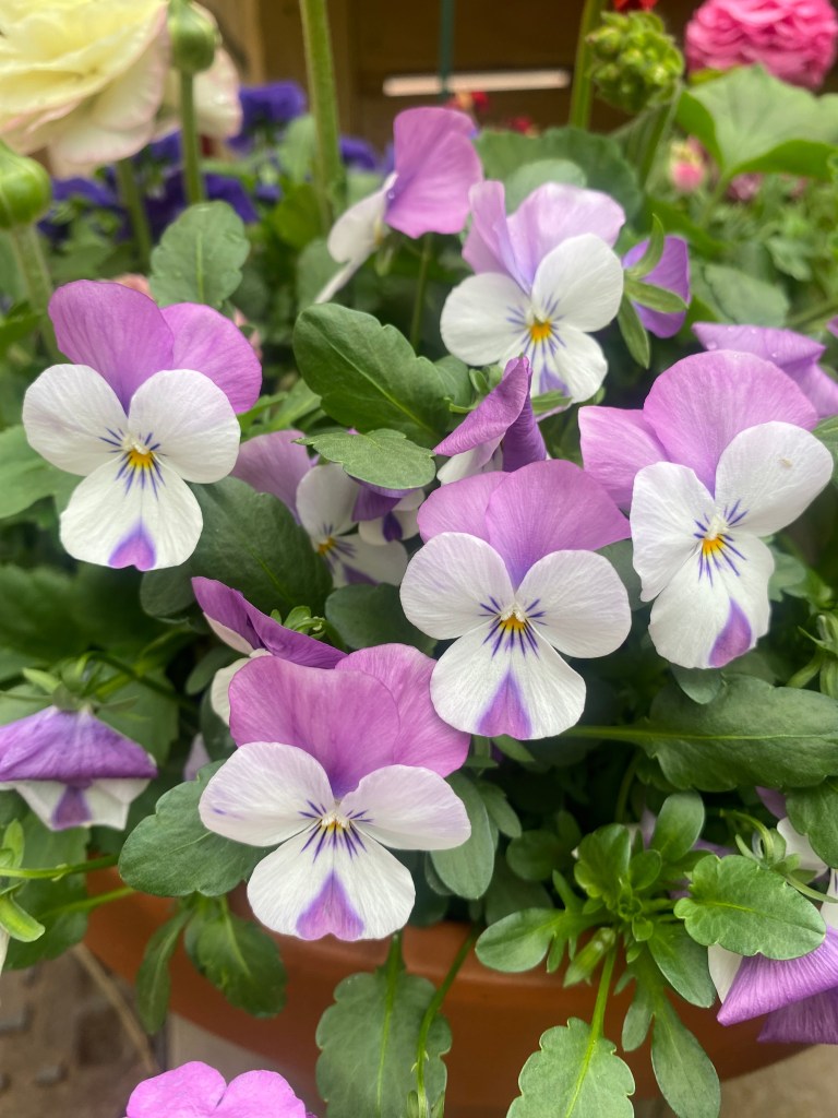 Viola light purple mauve in colour in terracotta pot
