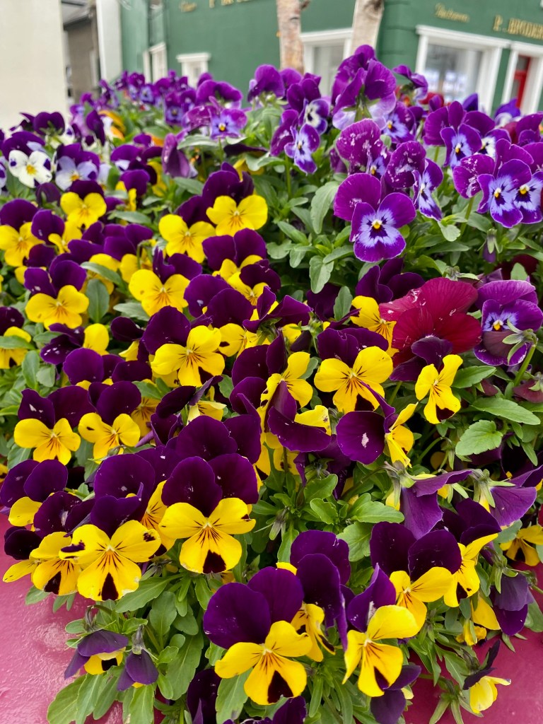 Viola with yellow and purple flowers
