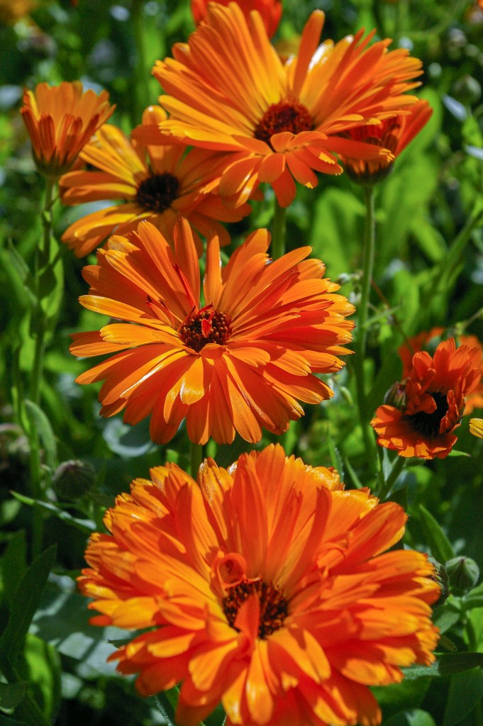 Calendula orange flowers closeup