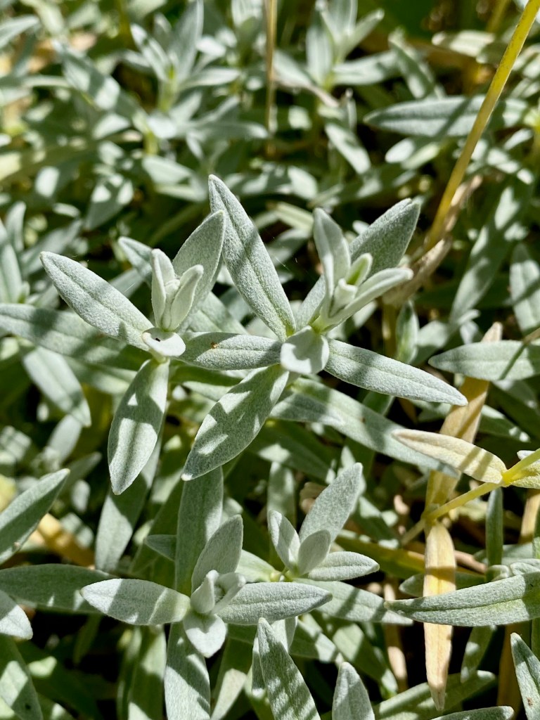 Snow in summer closeup of the silvery leaves