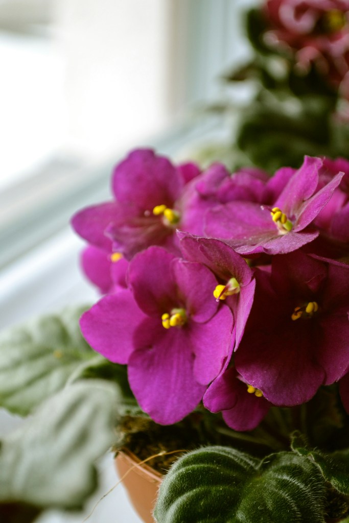 African violet flowering deep pink flowers closeup in terracotta pot