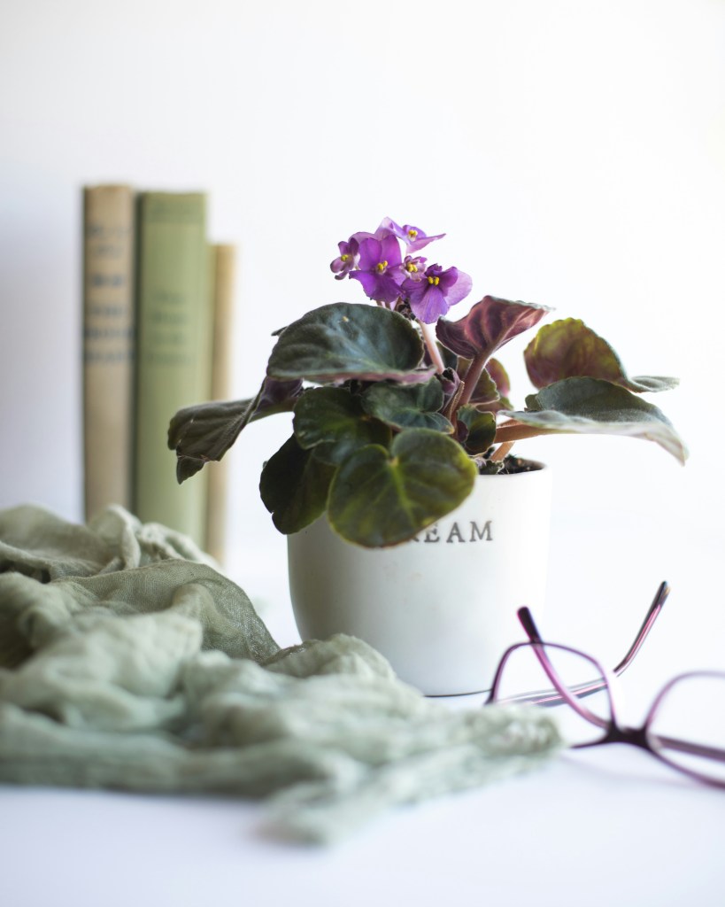 African violet plant in white pot with glasses and cloth