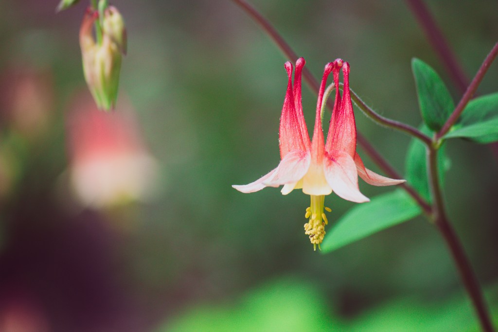 Aquilegia red and white single flower closeup