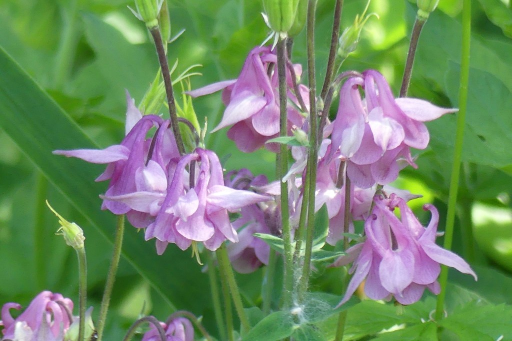 Aquilegia pink flowers closeup