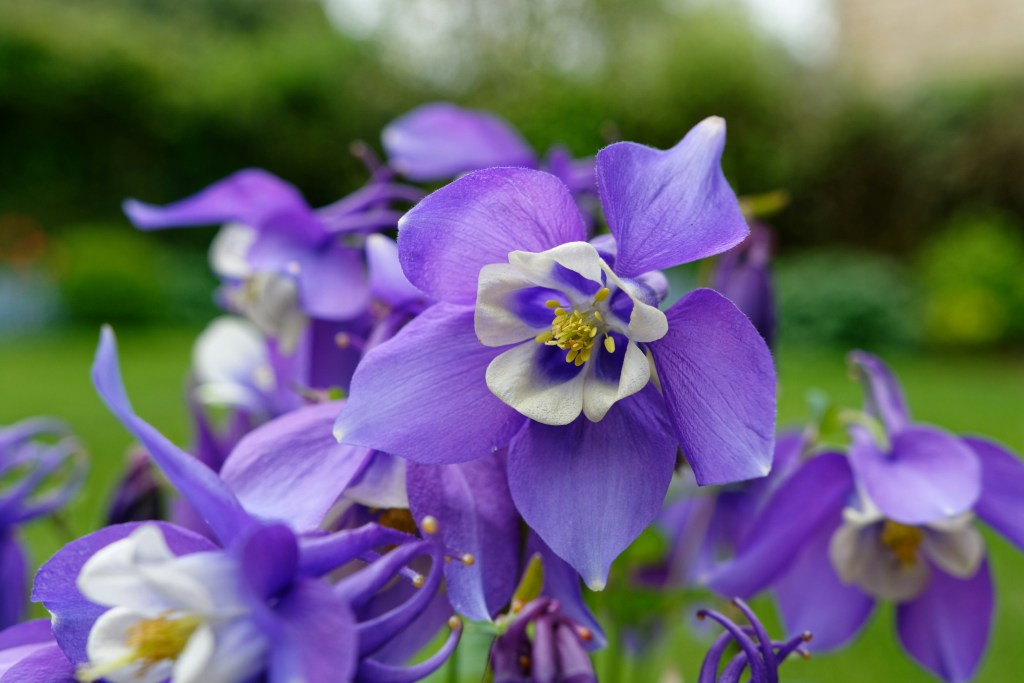 Aquilegia purple flower closeup