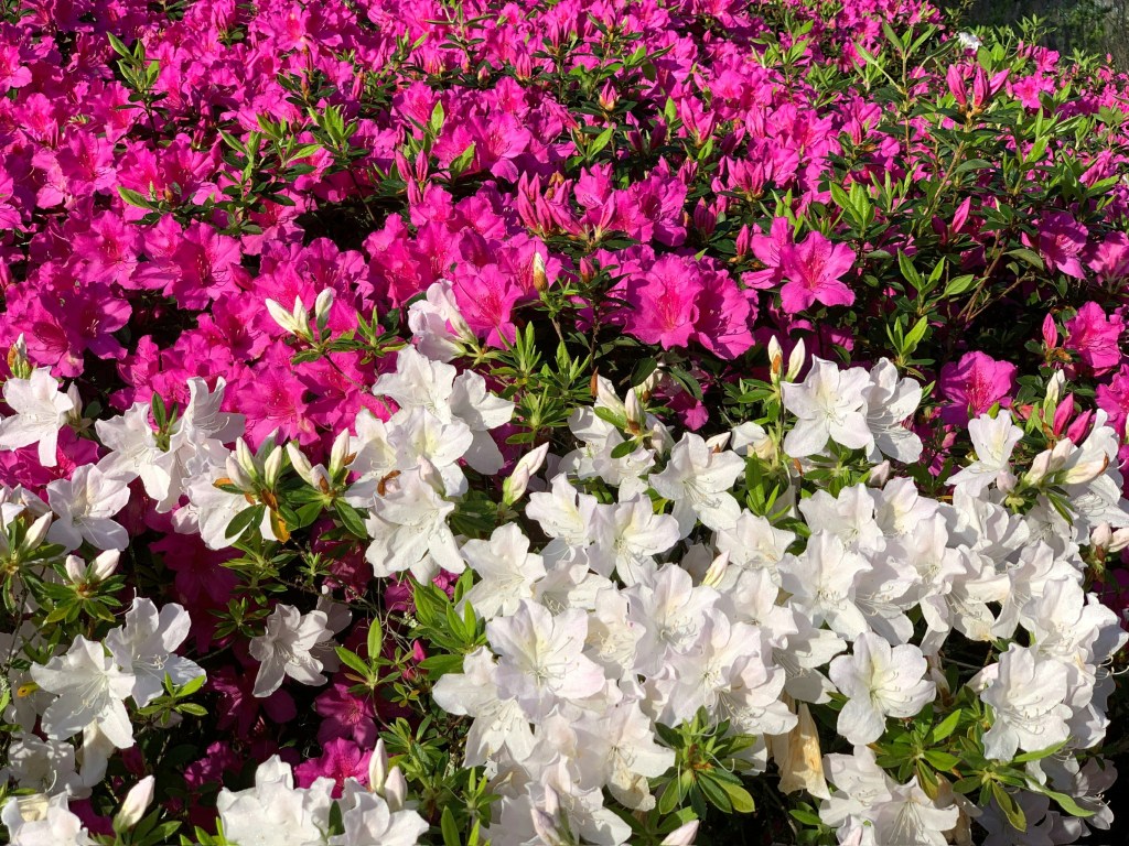 Azalea indica in full flower white and pink flowers