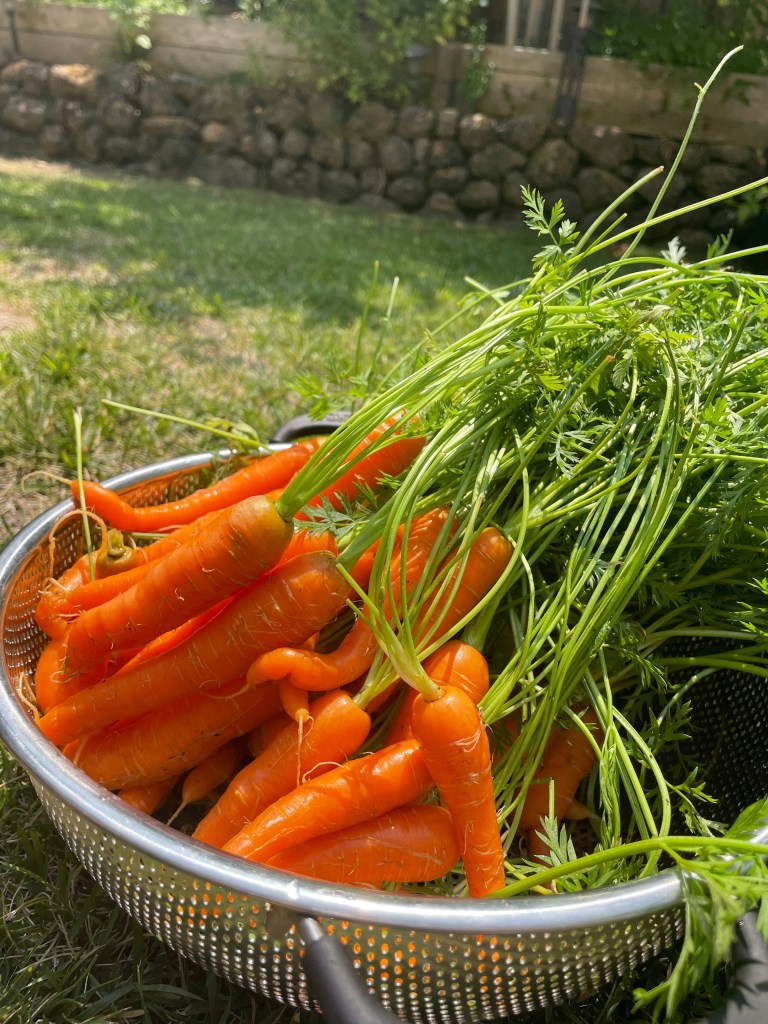 Bunch of washed carrots in a colander