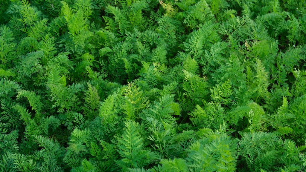 carrot leaves closeup