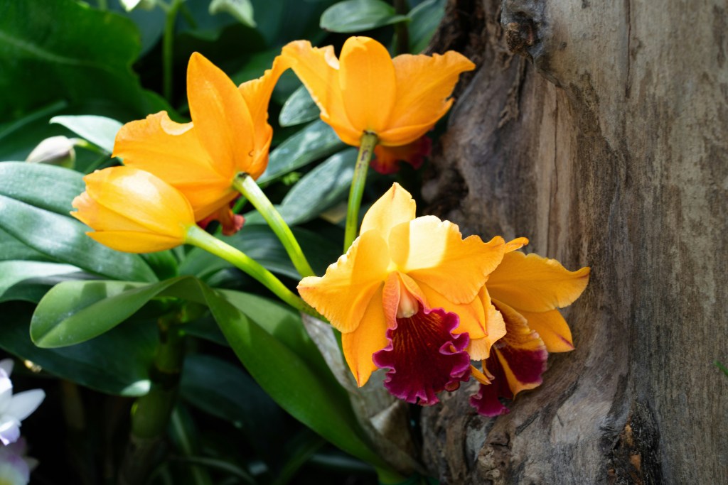 Cattleya orchid growing on a tree deep yellow flowers dark purple throat