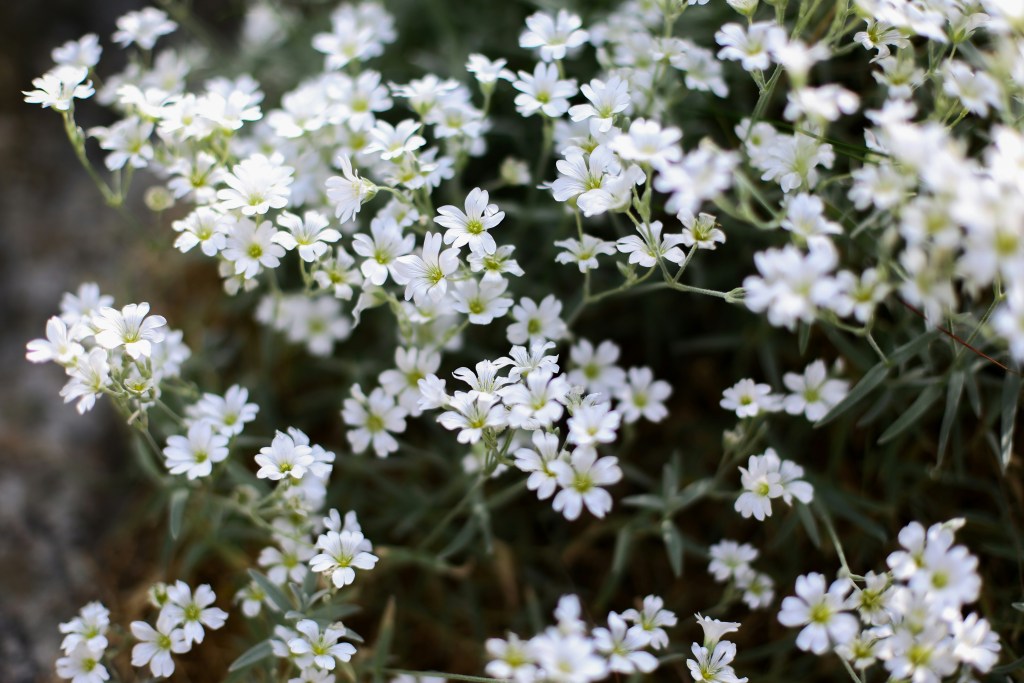 Snow in summer flowers closeup