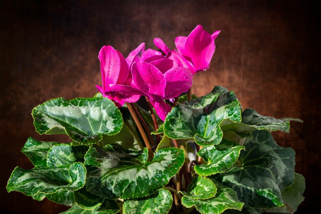 Cyclamen with pink flowers copper background
