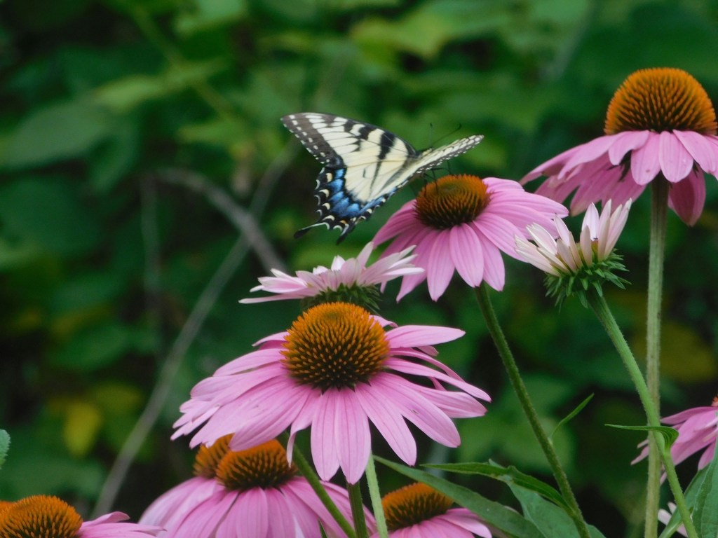 Echinacea pink flowers closeup with butterfly on flower