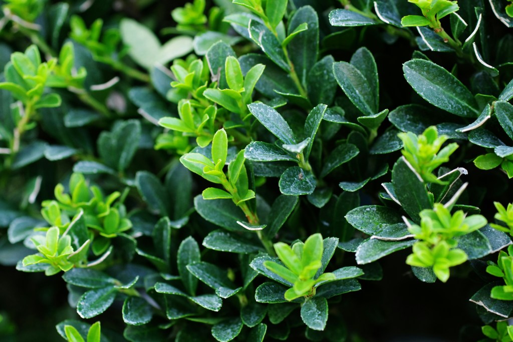 English box shrub closeup