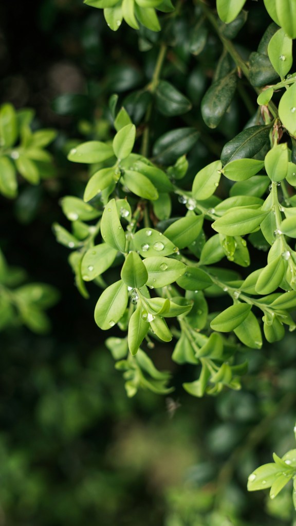 English box new shoots light green closeup