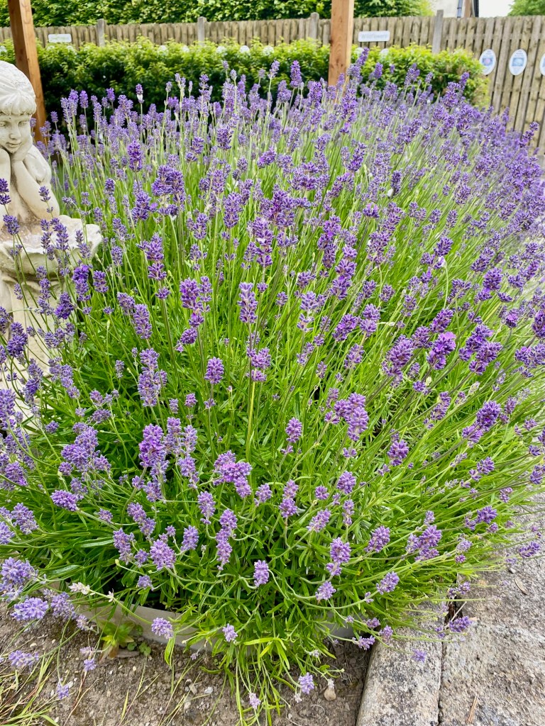 artichoke-multi-flower-heads English lavender purple flowers with white girl statue