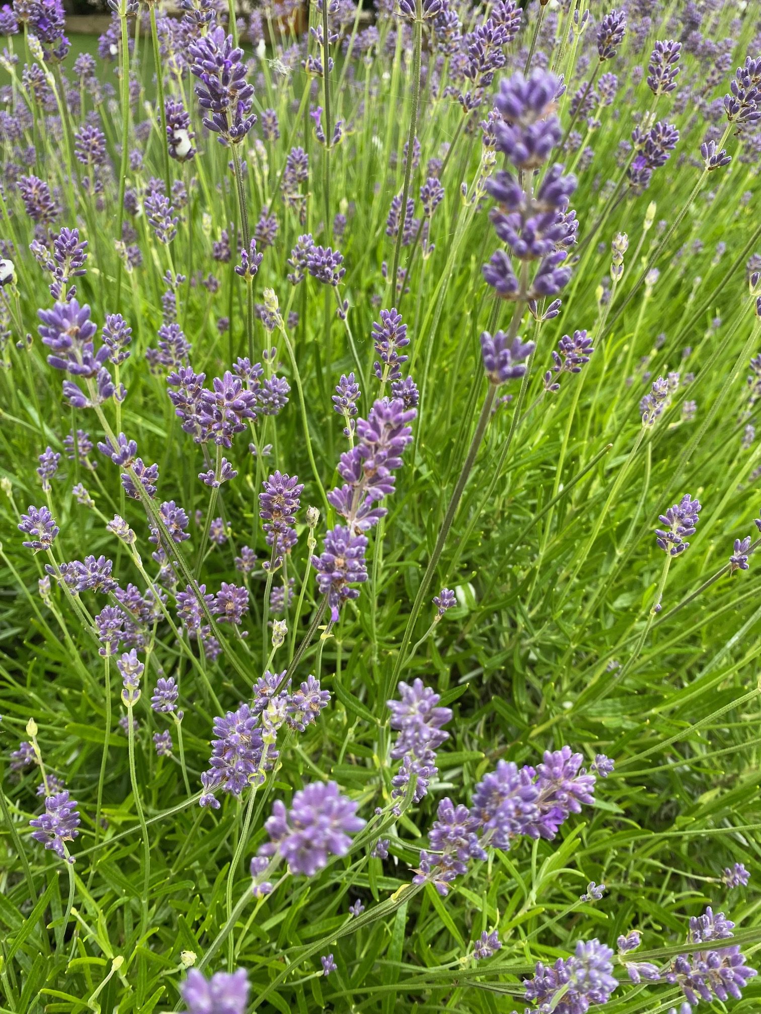 english-lavender-flowers-purple-closeup English lavender purple flowers closeup