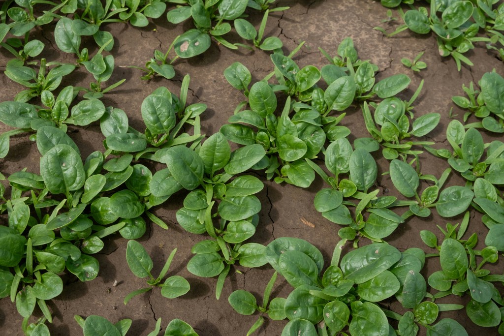 English spinach growing in the ground seedlings