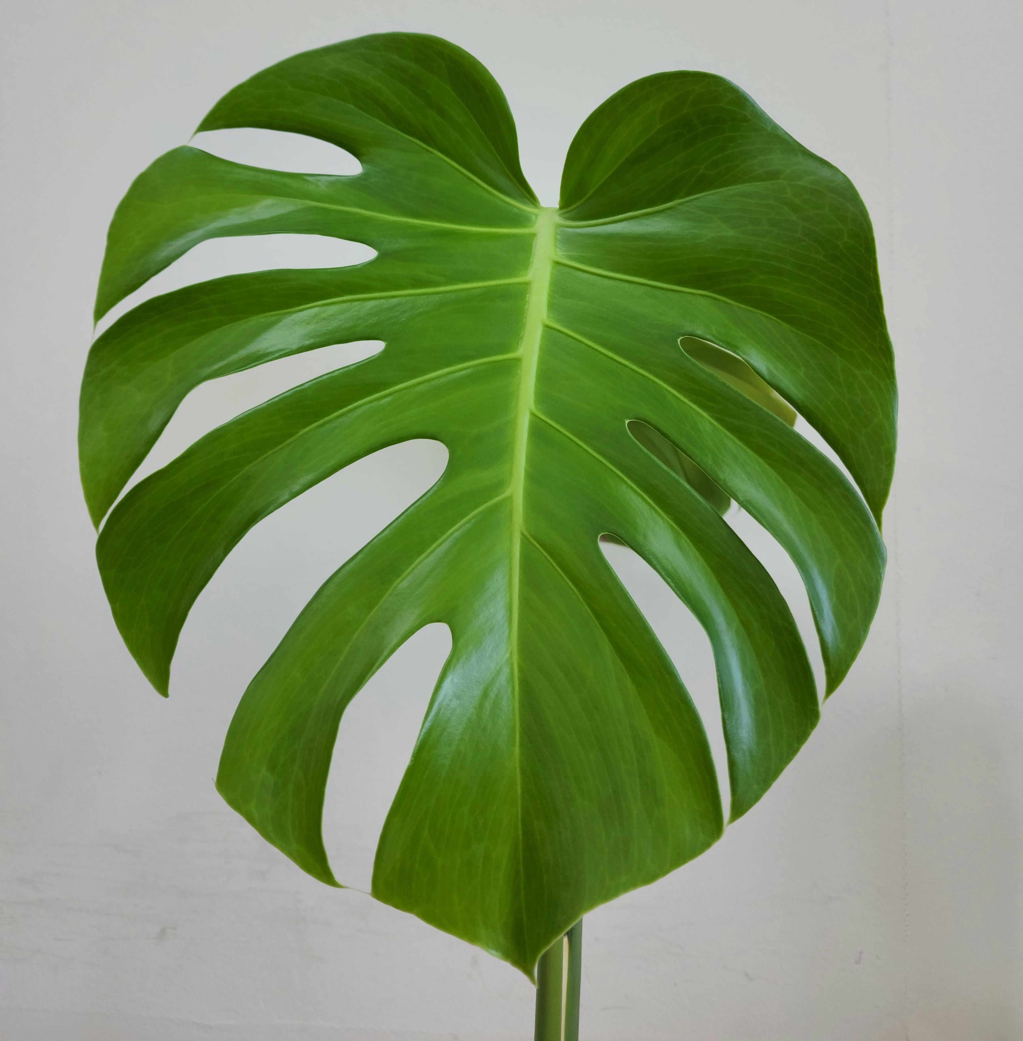 Fruit salad plant single leaf closeup