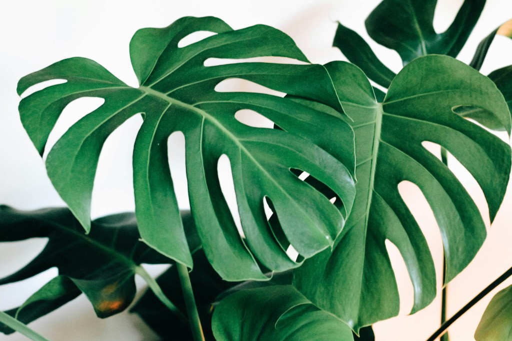 Fruit salad plant leaves closeup