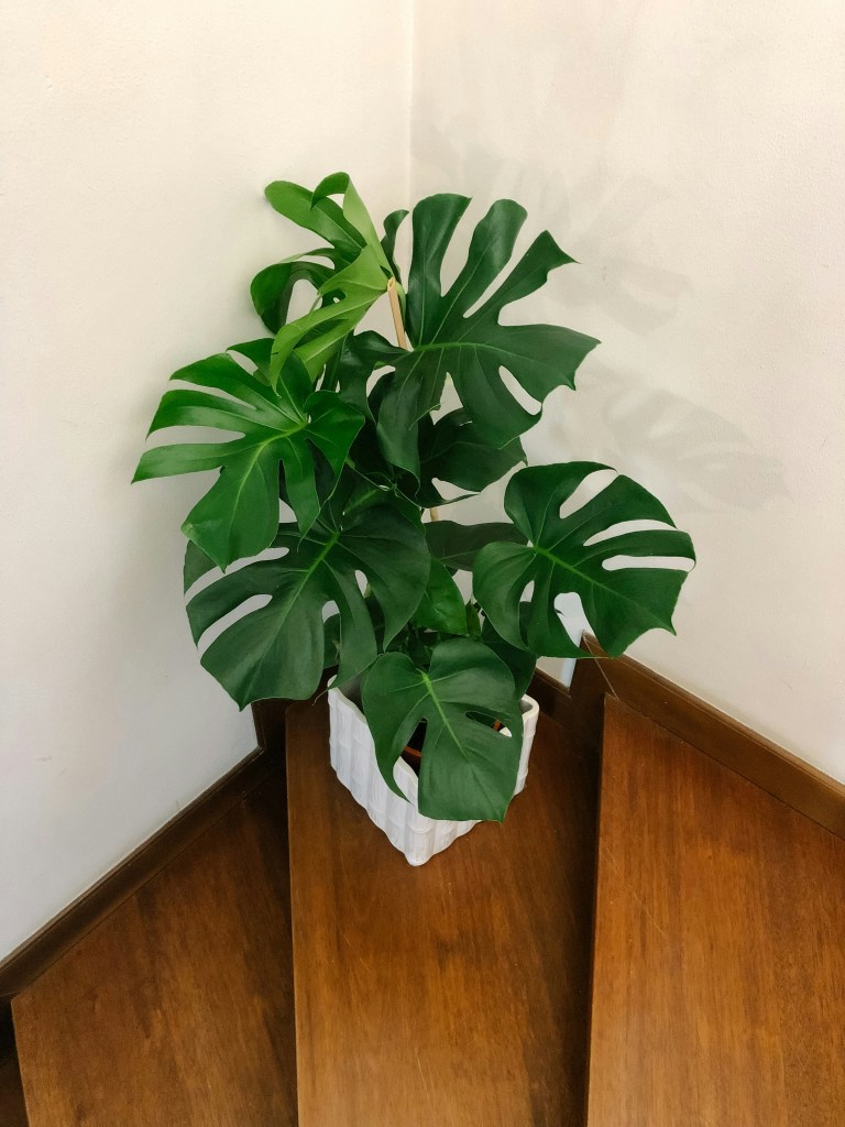 Fruit salad plant on wooden stairs in square white pot